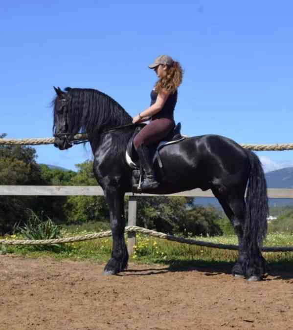 Fríský valach pro rekreační chov a začátečníky - foto 4