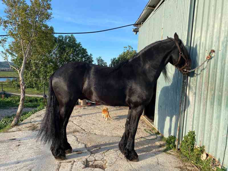 Fríský valach pro rekreační chov a začátečníky - foto 5