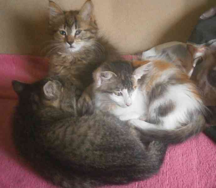 Mourovaná dlouhosrstá 3měsíční Jája - foto 3