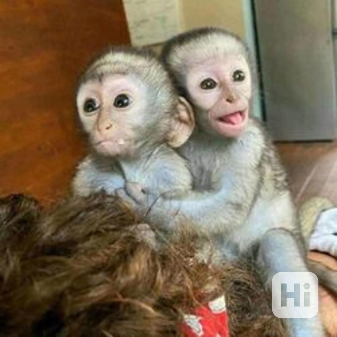 Přátelská mláďata kapucínských opic jsou nyní  - foto 1
