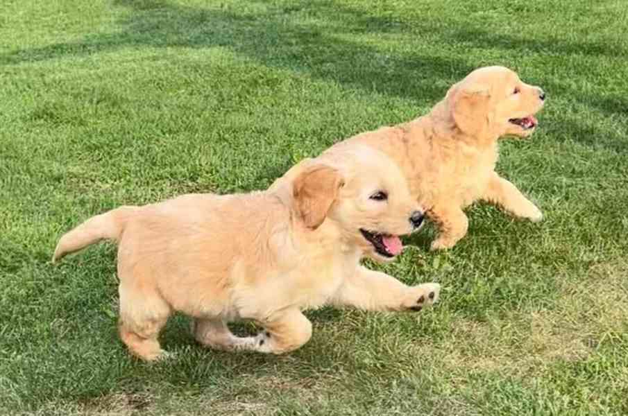 štěňata zlatého retrívra k adopci