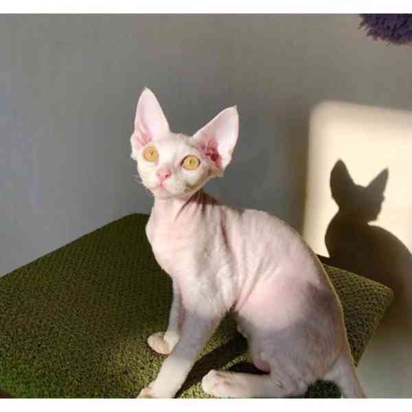 Prodám koťátka devon Rex - foto 3