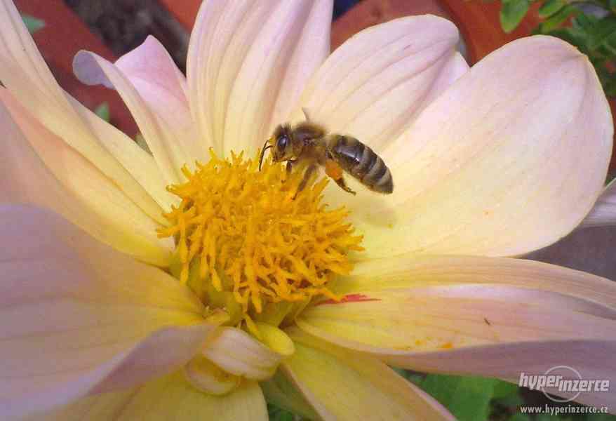 Prodej včelstev - foto 1