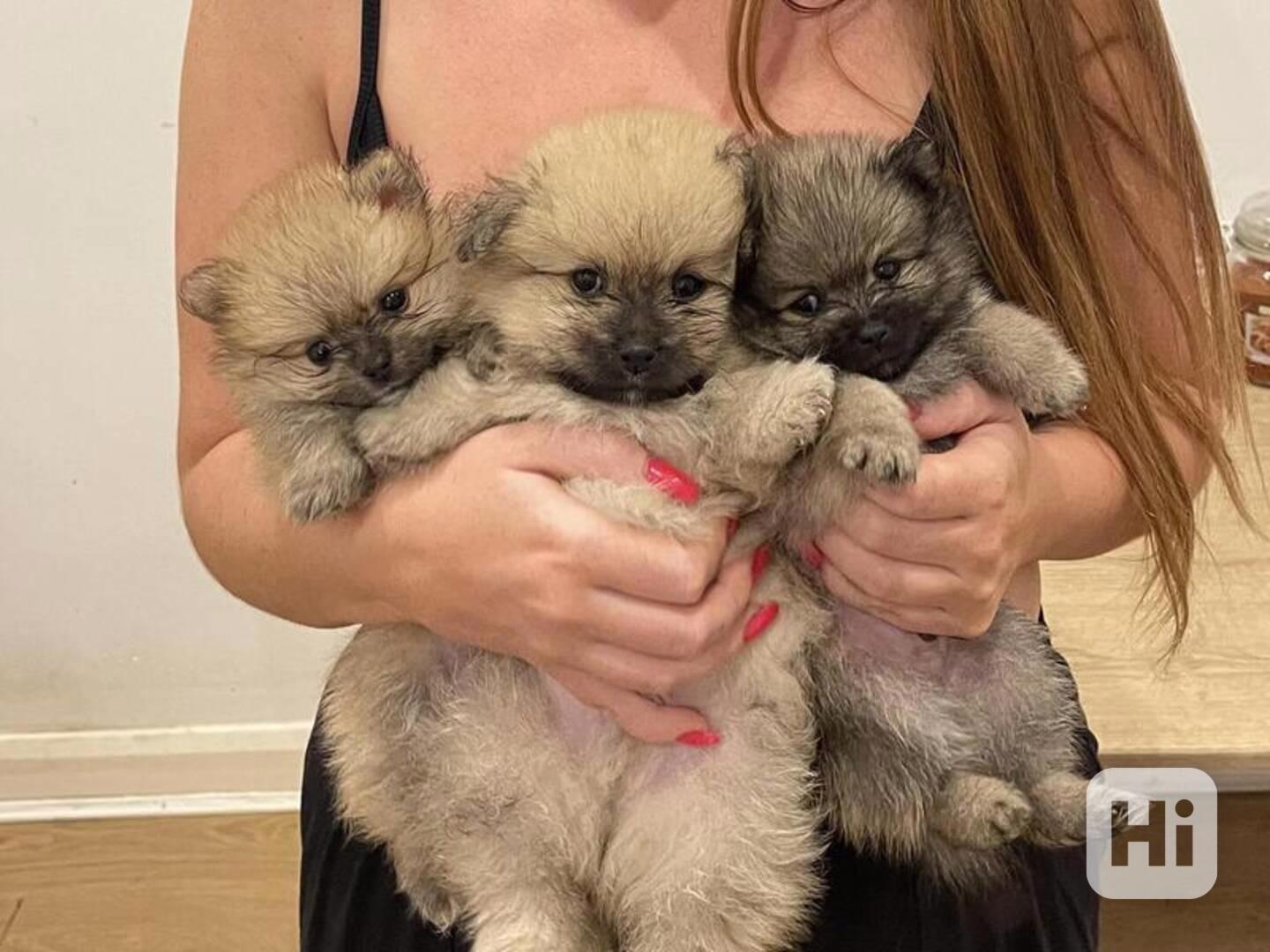 Extrémně čistotní pomeranian, samec a samice. - foto 1