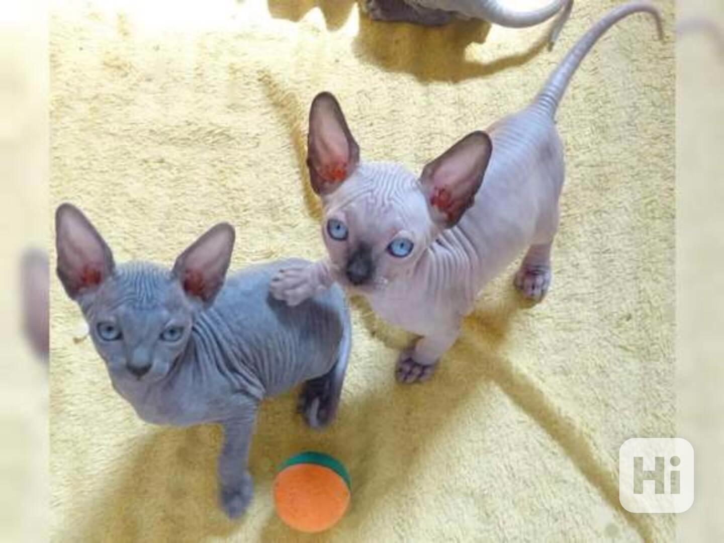 Koťata Sphynx - foto 1