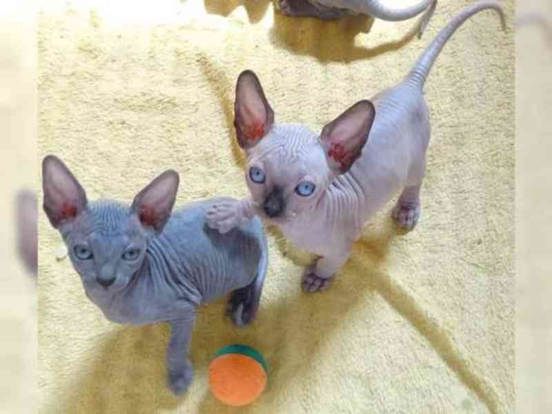 Koťata Sphynx