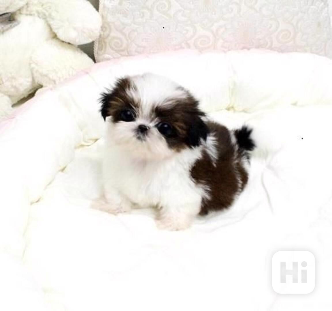 Dárek štěňátka shih tzu k adopci zdarma   - foto 1