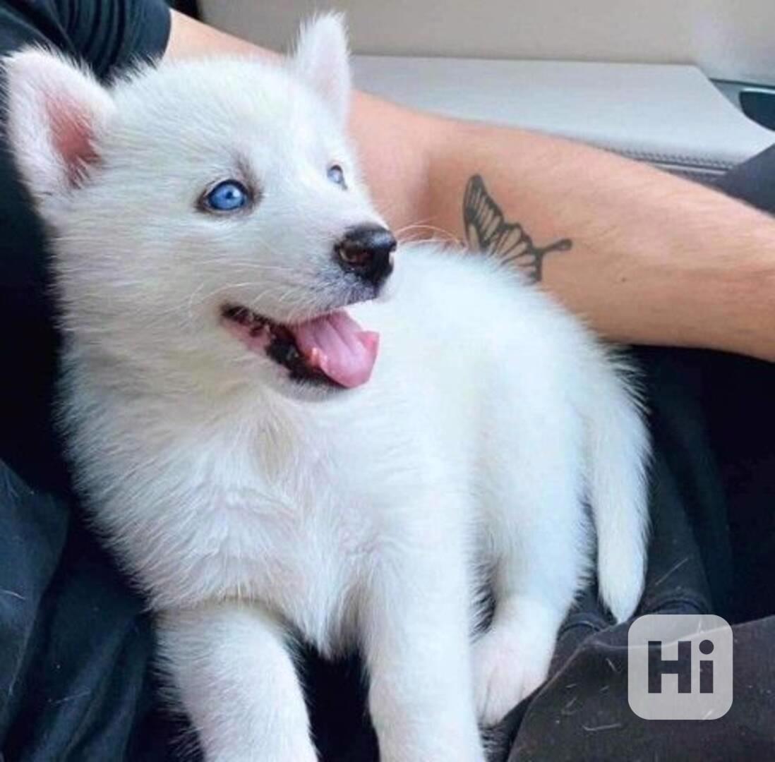 Štěňátka černobílý sibiřský husky - foto 1