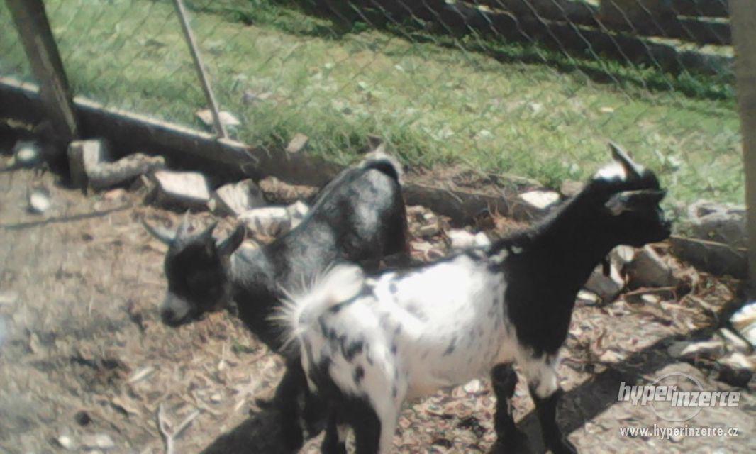 Pár Holanských koz - foto 1