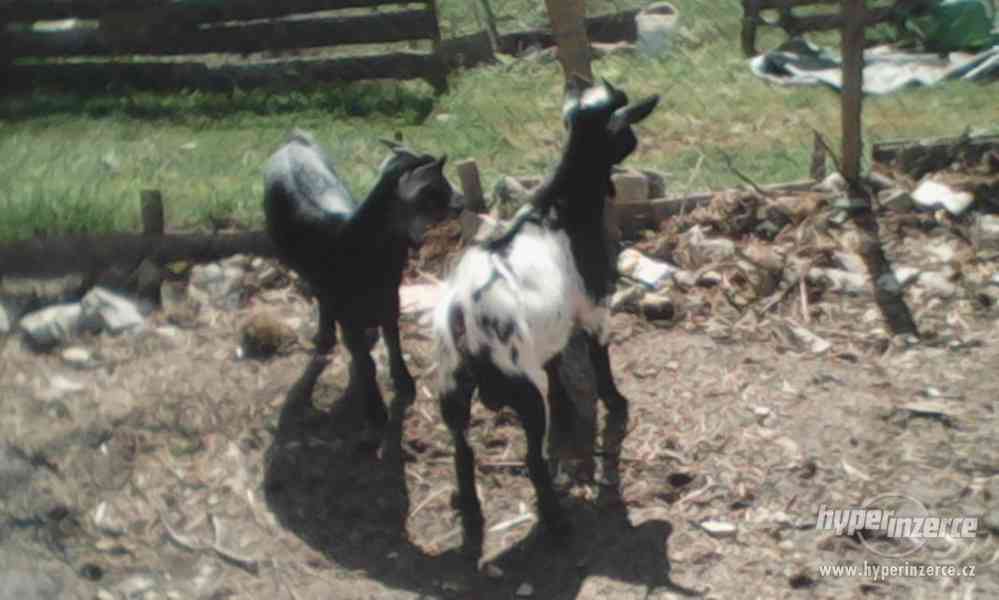 Pár Holanských koz - foto 2