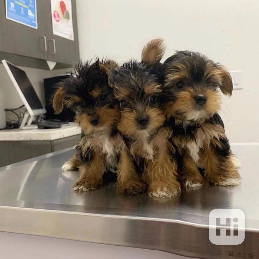 Štěňata yorkshirského teriéra k adopci - foto 1