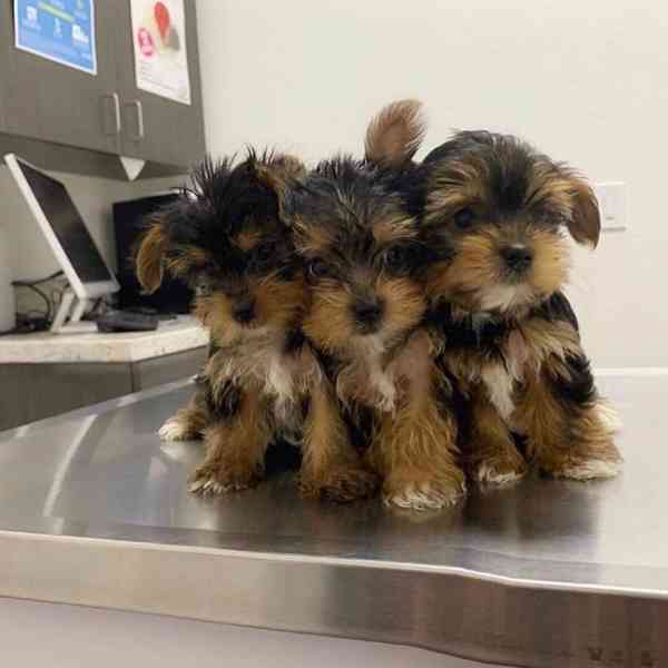 Štěňata yorkshirského teriéra k adopci - foto 1
