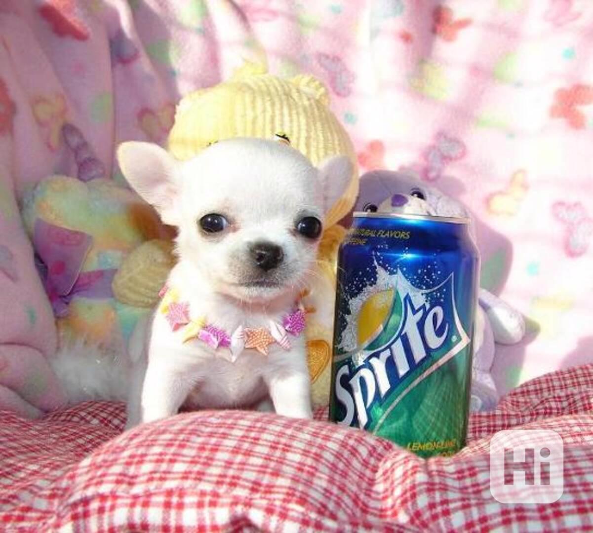 Registrovaná čivava štěňata - foto 1