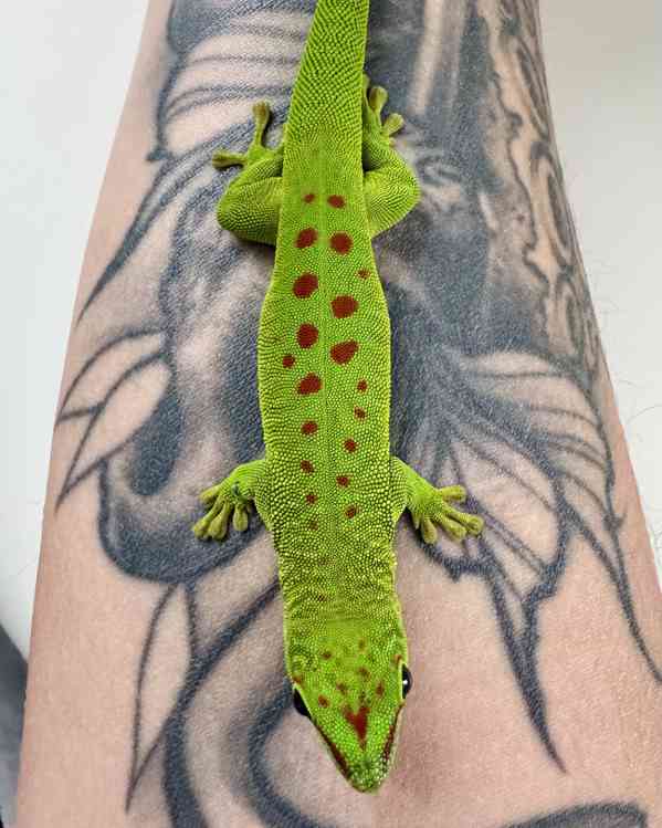 Phelsuma grandis high red 1.1 (samec a samice) - foto 2