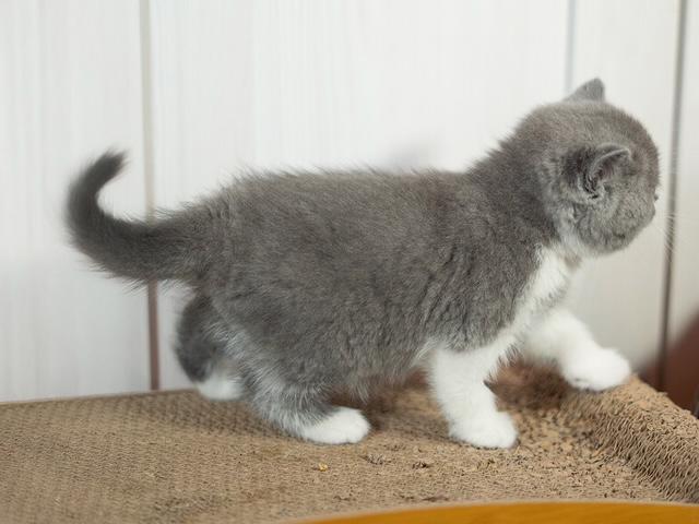 Britské koťátko s PP - foto 3