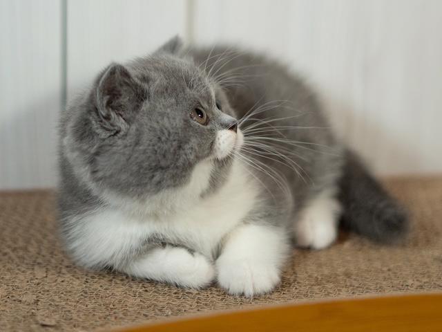 Britské koťátko s PP - foto 2