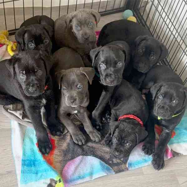 Cane Corso štěňátka 