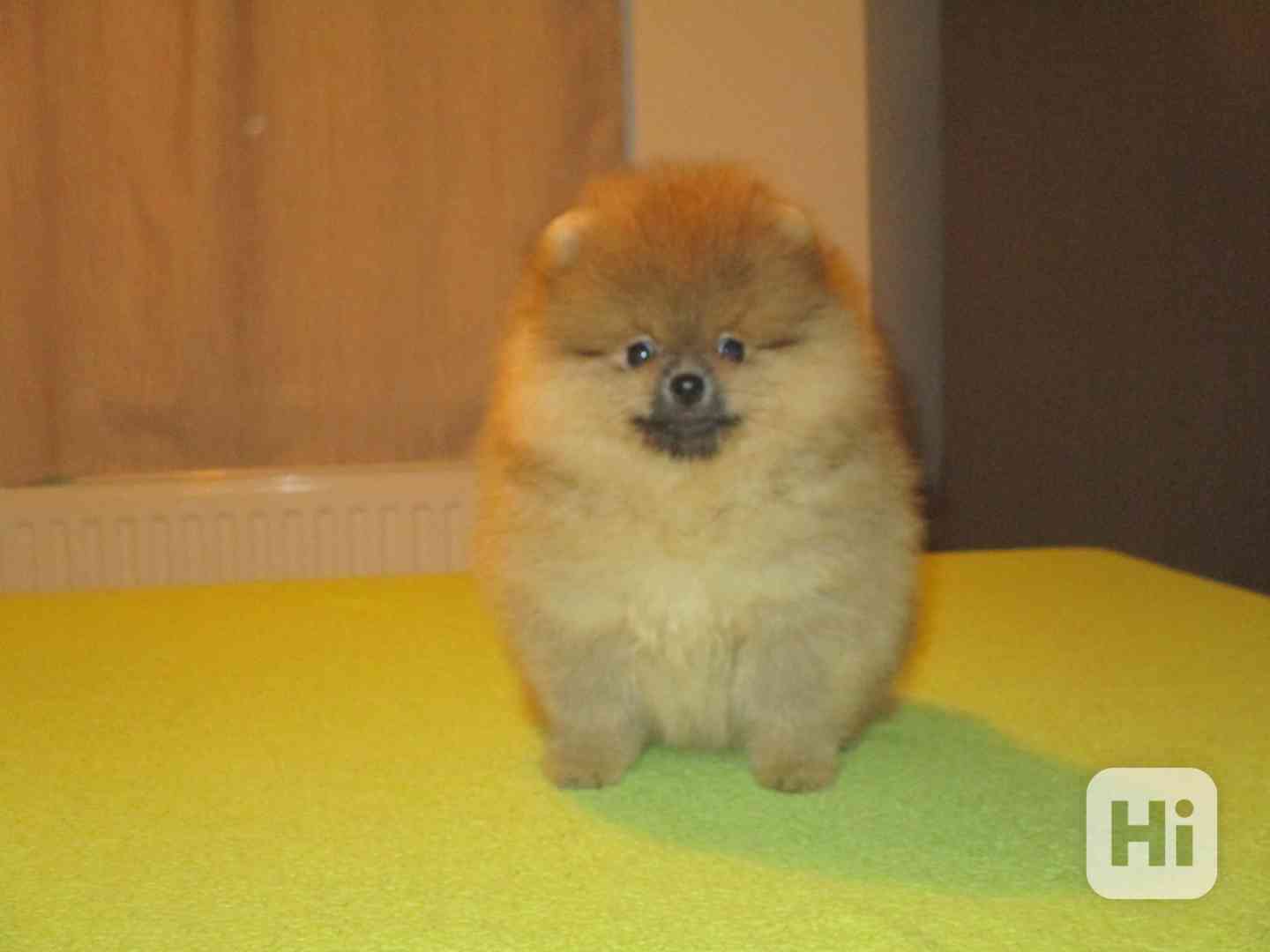 Pomeranian - foto 1