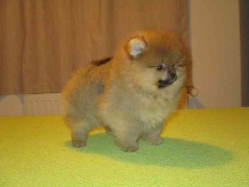 Pomeranian - foto 3