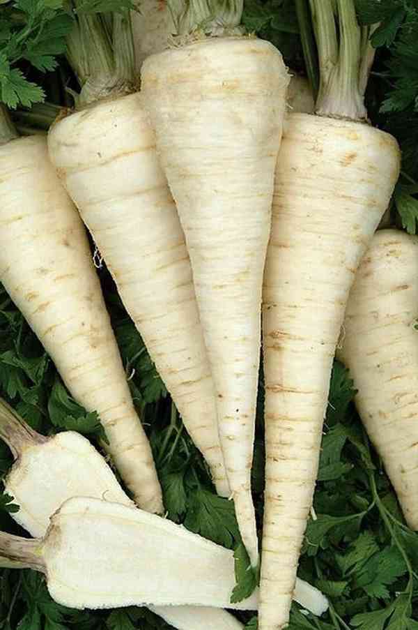 Petržel kořenová Olomoucká dlouhá - semena - foto 1