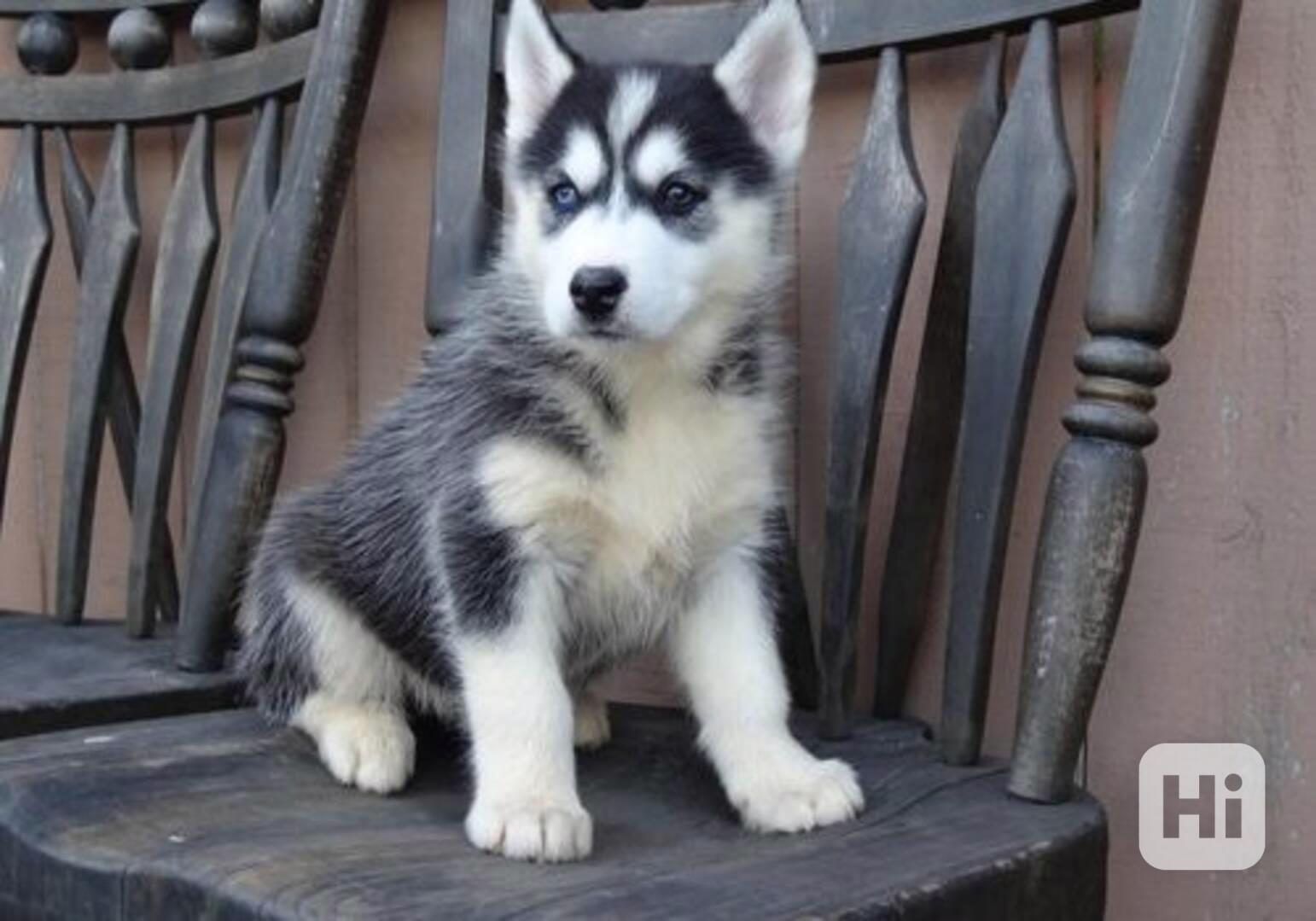 Krásná štěňata plemene sibiřský husky na prodej. - foto 1