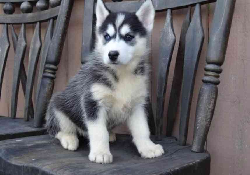Krásná štěňata plemene sibiřský husky na prodej. - foto 1