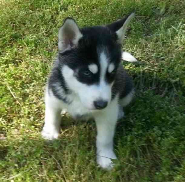 Krásná štěňata plemene sibiřský husky na prodej. - foto 2