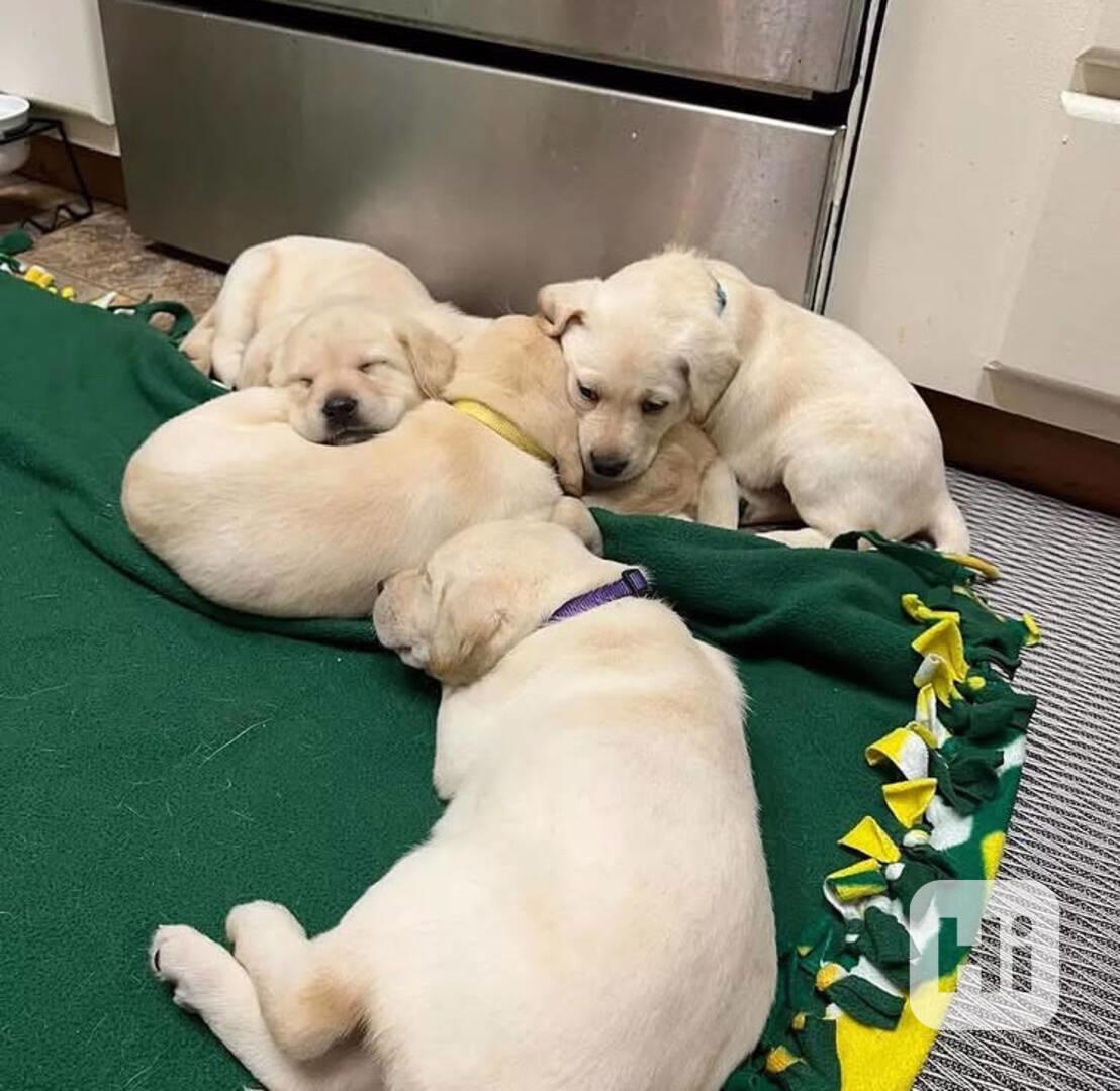 Štěňata labradora – dobře socializovaná a sebevědomá - foto 1