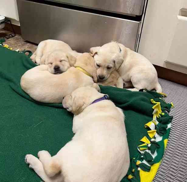 Štěňata labradora – dobře socializovaná a sebevědomá - foto 1