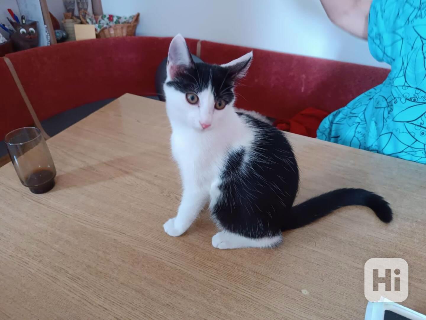 Milý, hravý 4měsíční černobílý Sam hledá - foto 1