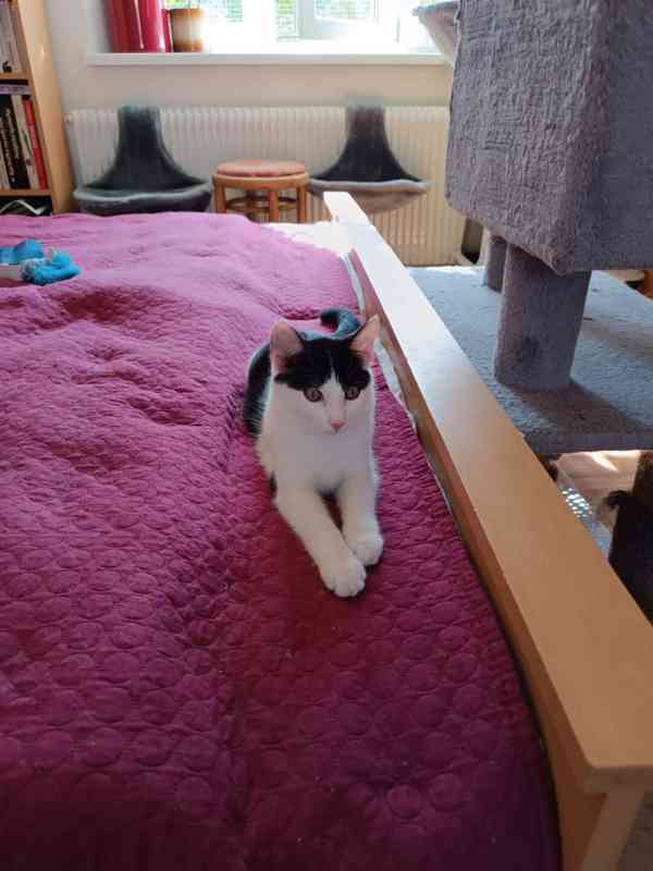 Milý, hravý 4měsíční černobílý Sam hledá - foto 6