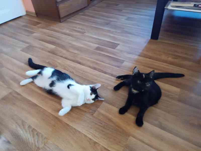 Milý, hravý 4měsíční černobílý Sam hledá - foto 4