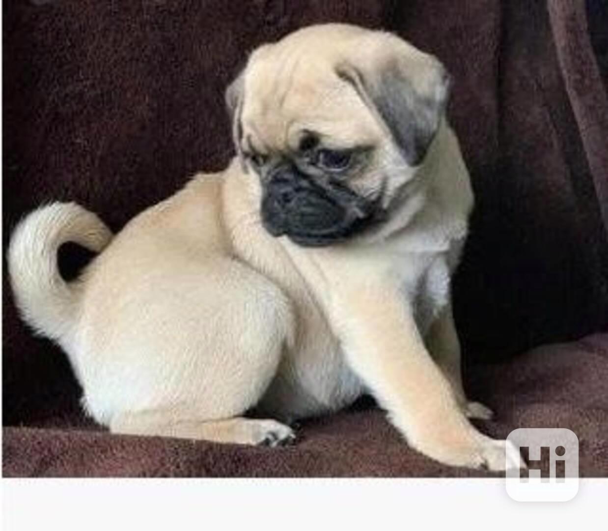 štěňata mopse k adopci - foto 1