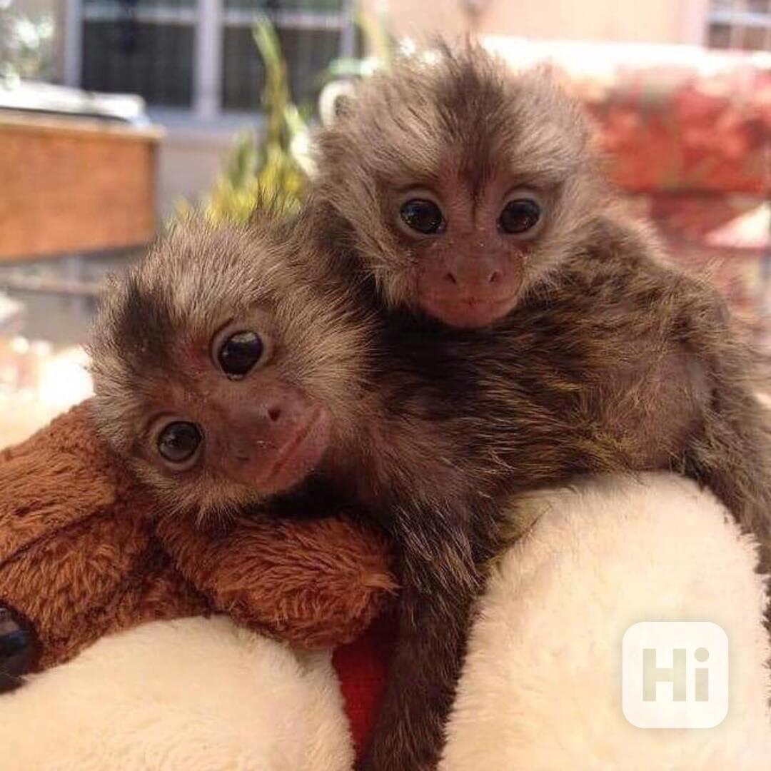 Nádherné opice marmoset k adopci - foto 1