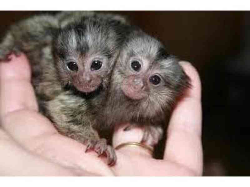 Nádherné opice marmoset k adopci - foto 2