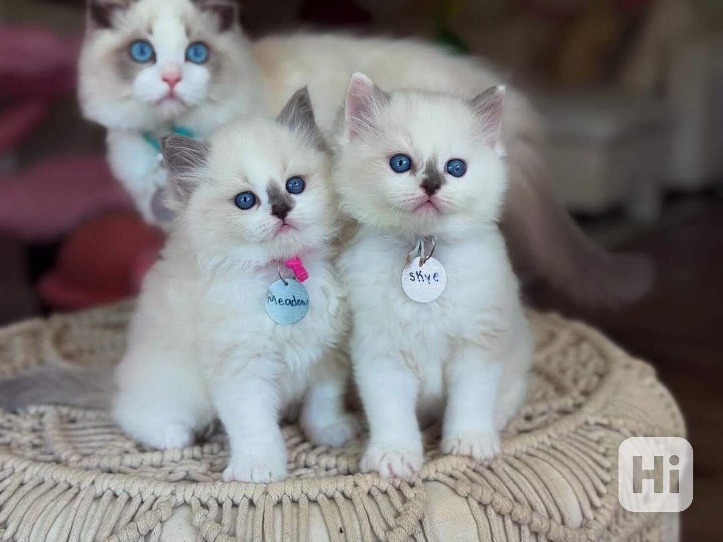 Koťata plemene Ragdoll - foto 1