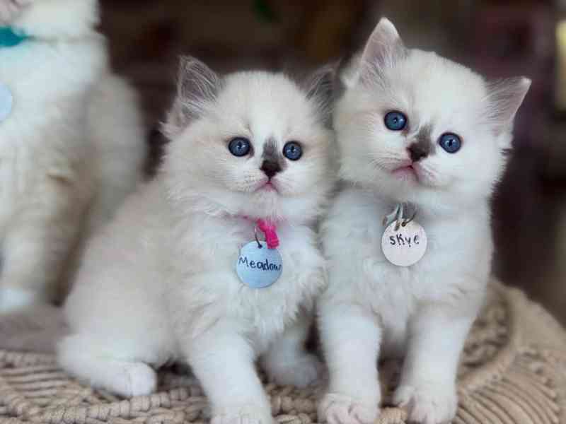 Koťata plemene Ragdoll - foto 2