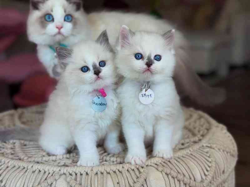 Koťata plemene Ragdoll - foto 1