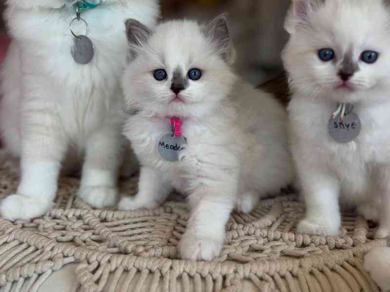 Koťata plemene Ragdoll - foto 3