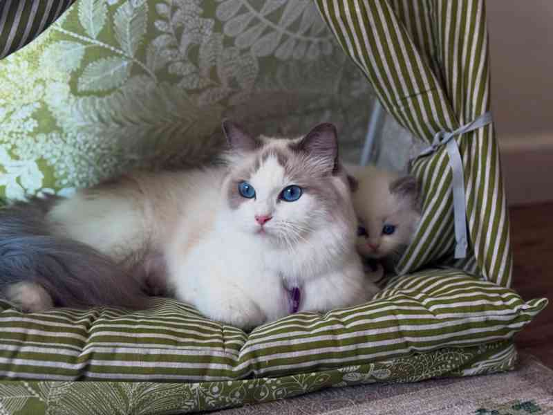 Koťata plemene Ragdoll - foto 4
