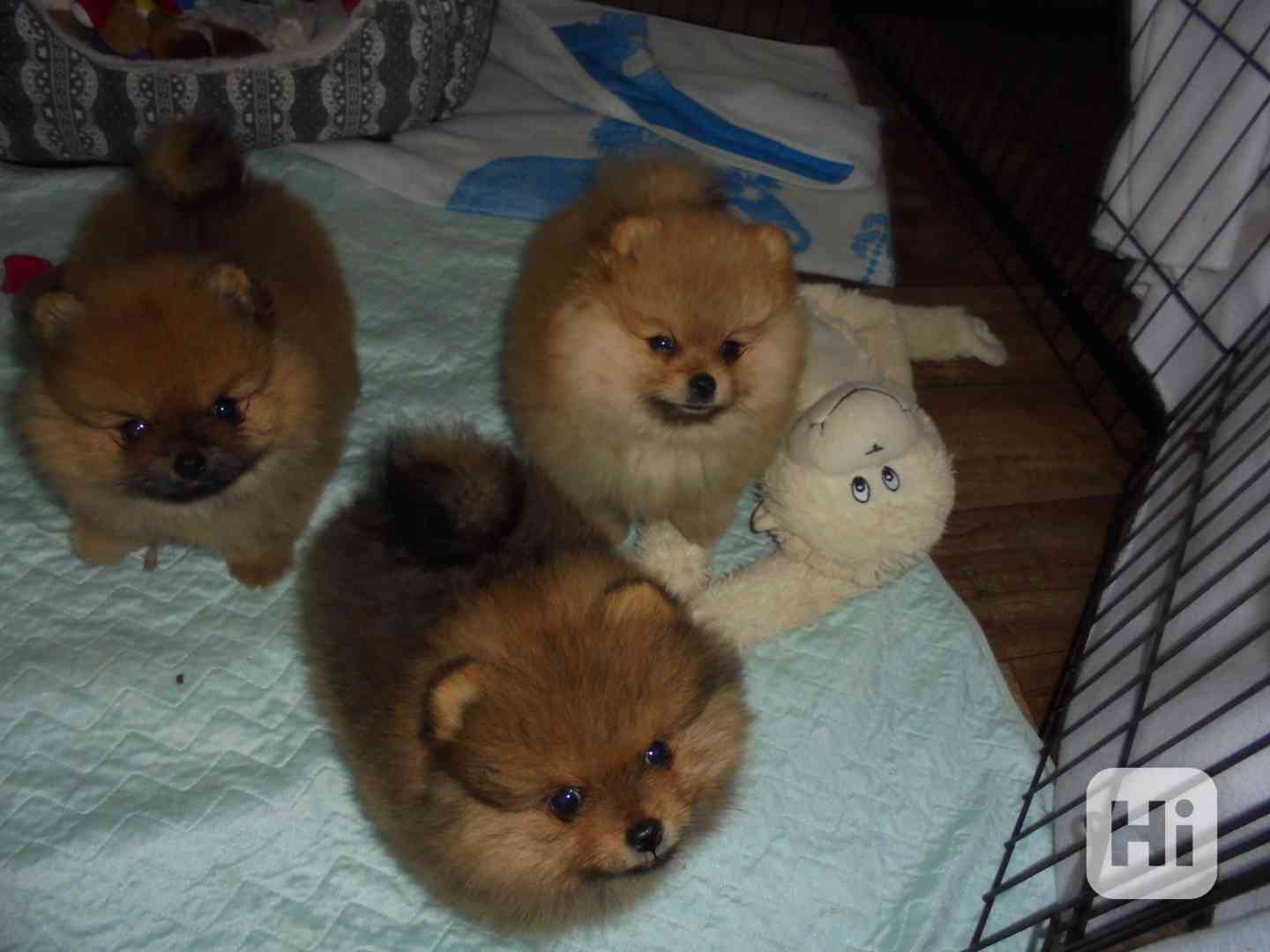 Pomeranian  - foto 1