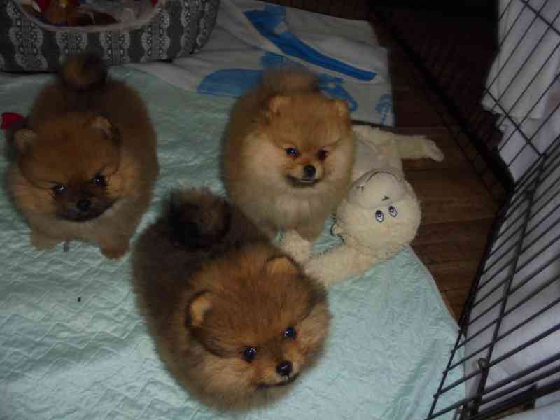 Pomeranian  - foto 1