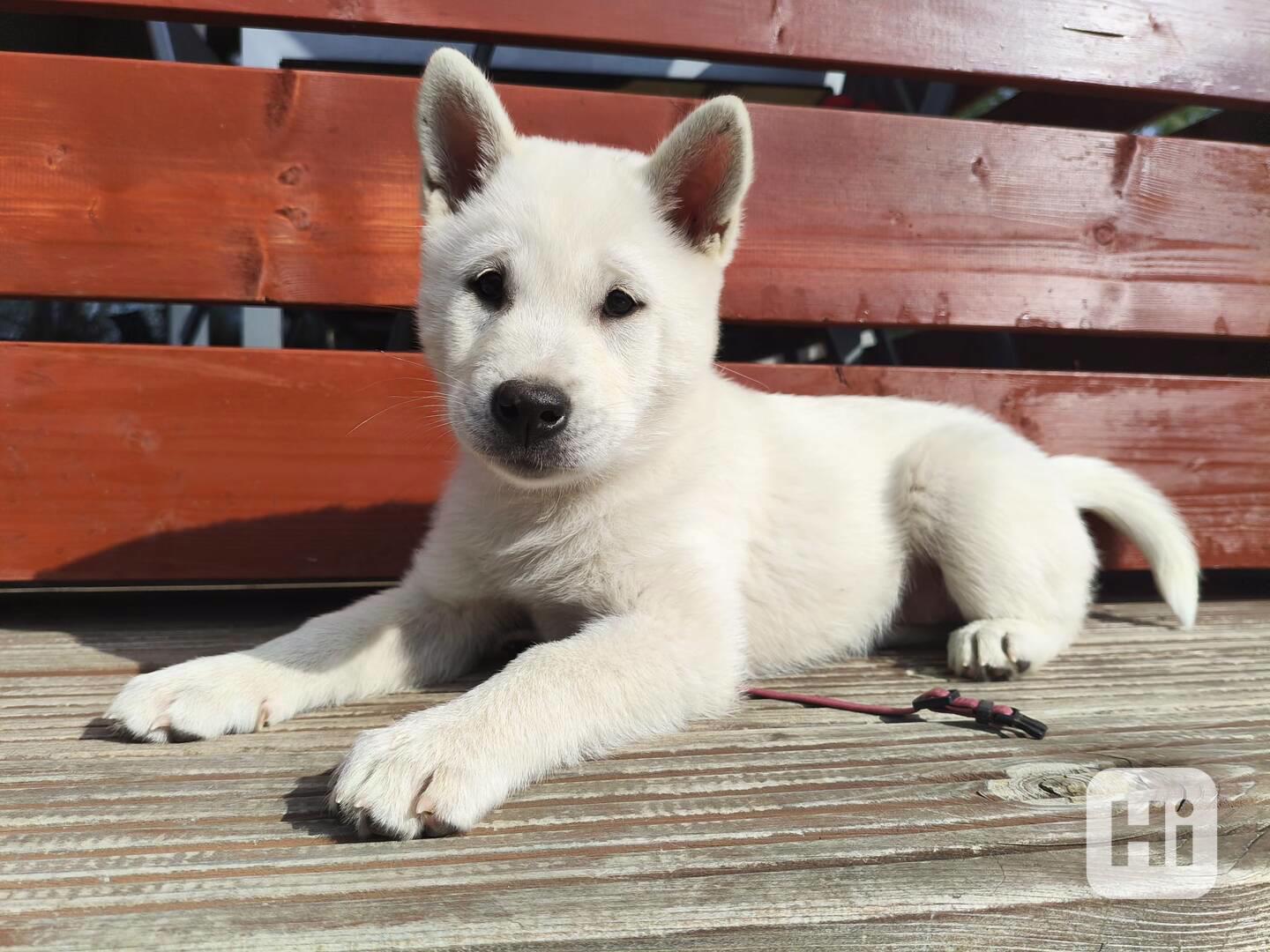 Kishu Inu s PP - foto 1