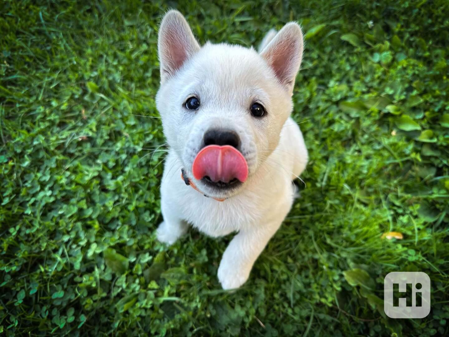 Kishu Inu s PP - foto 1