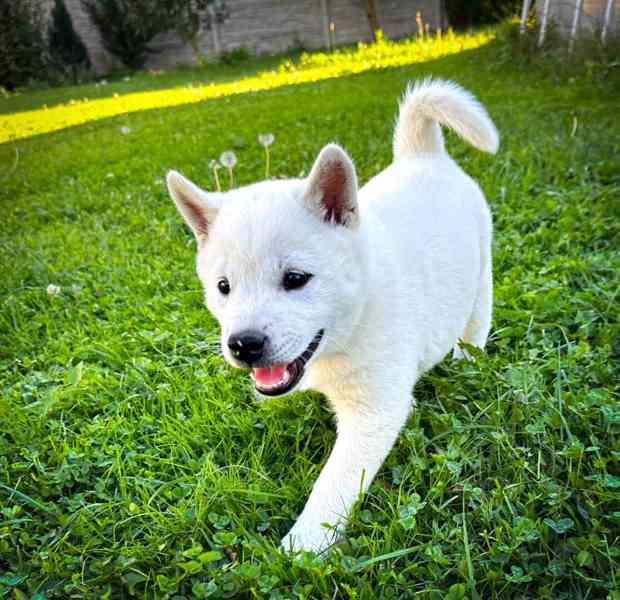 Kishu Inu s PP - foto 4