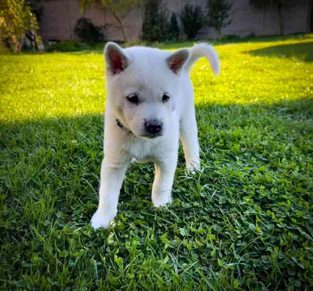 Kishu Inu s PP - foto 6