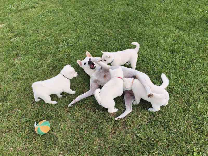 Kishu Inu s PP - foto 7