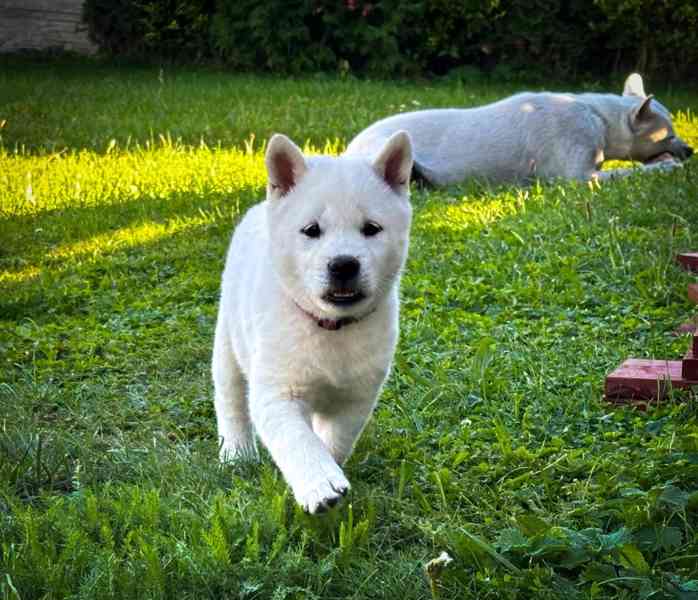 Kishu Inu s PP - foto 2