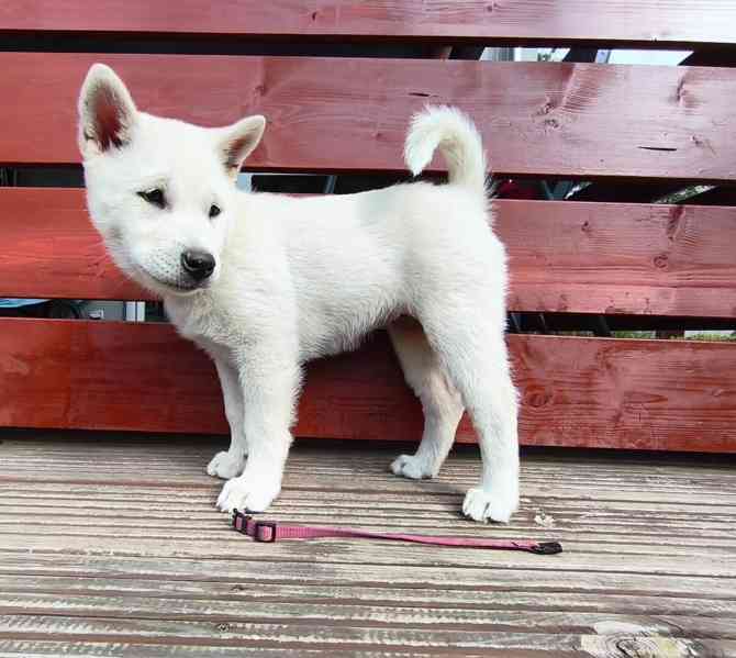 Kishu Inu s PP - foto 7