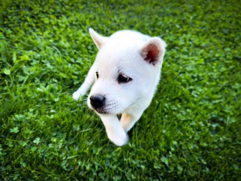 Kishu Inu s PP - foto 3